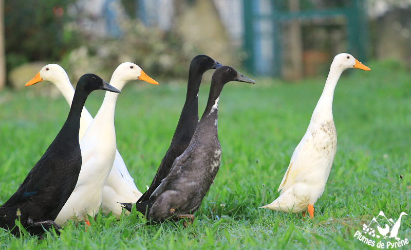 You are currently viewing Les 6 petits derniers…