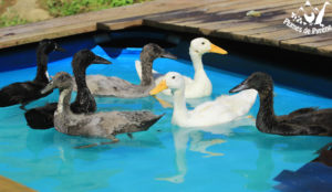 Baignade de canetons !