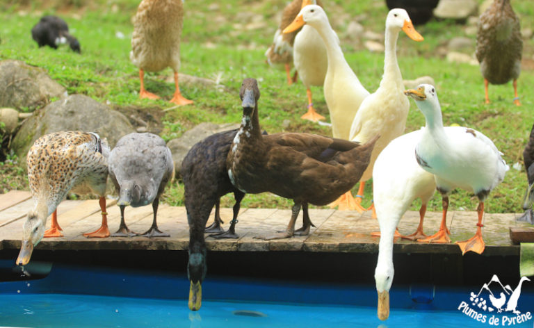 canards au bord de leur piscine