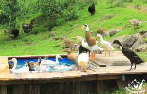 piscine à canards