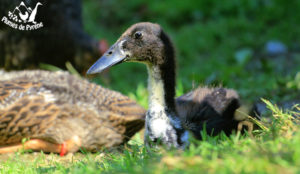 Tête de canetons coureur indien