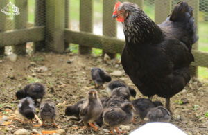 Poule marans et ses poussins