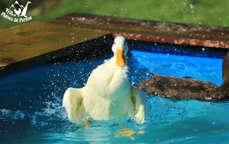 You are currently viewing Plouf !