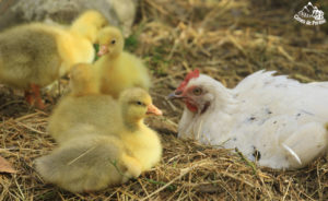 Oisons 10 jours avec maman poule