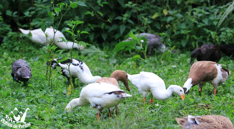 Coureur indien fouillant dans l'herbe
