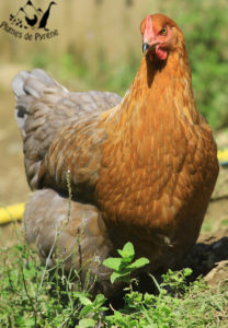 Jeune poule marans