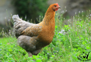 Jeune poule marans