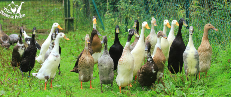 Groupe de coureurs indiens