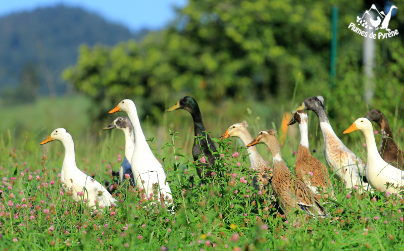 You are currently viewing Bienvenue !