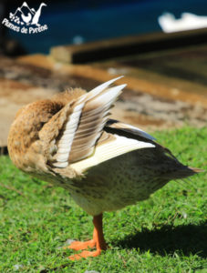 Toilettage après le bain