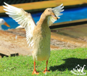 Canard sortant de l'eau
