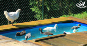 Canetons au bain