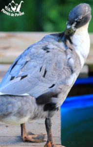 Coureur indien se toilettant