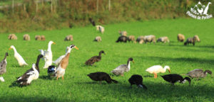 Lire la suite à propos de l’article Les gourmands sont dans le pré !
