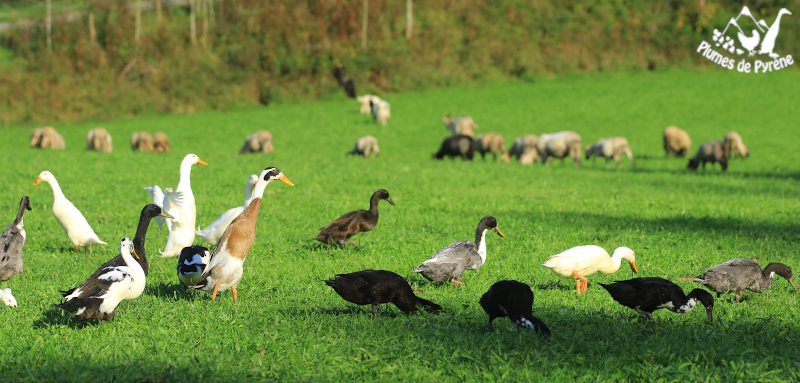 You are currently viewing Les gourmands sont dans le pré !
