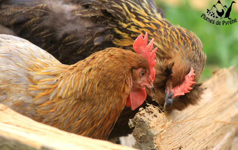 You are currently viewing Festin de termites !