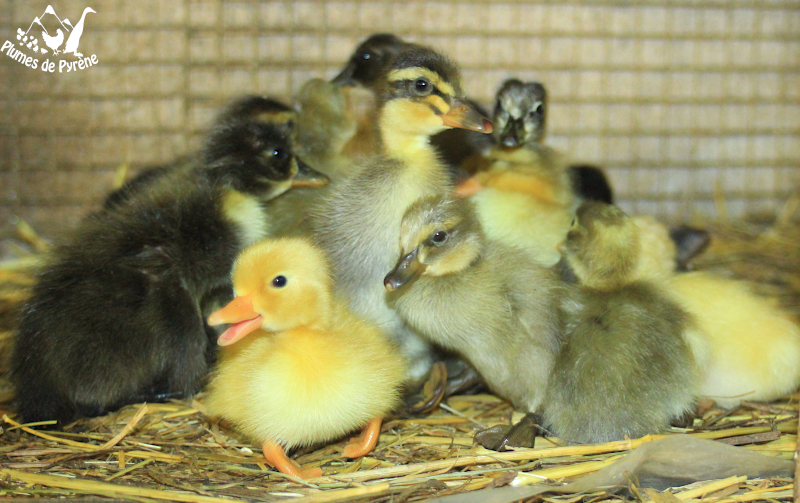 You are currently viewing Canetons du printemps