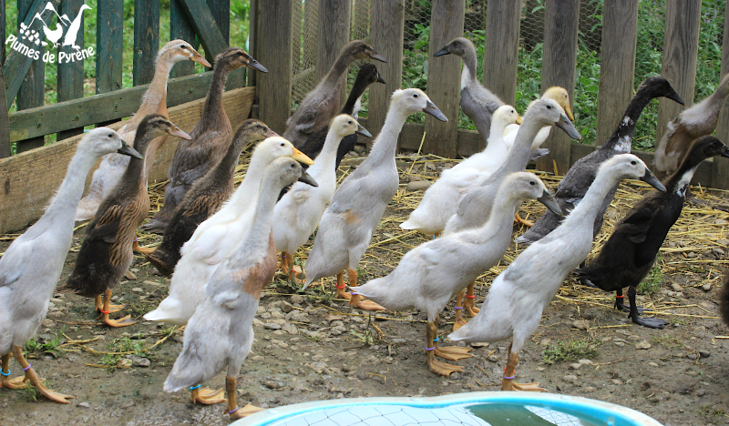 You are currently viewing Thrombinoscope canetons nés le 15 mai 2022