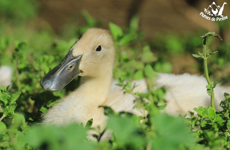 You are currently viewing Premières plumes !