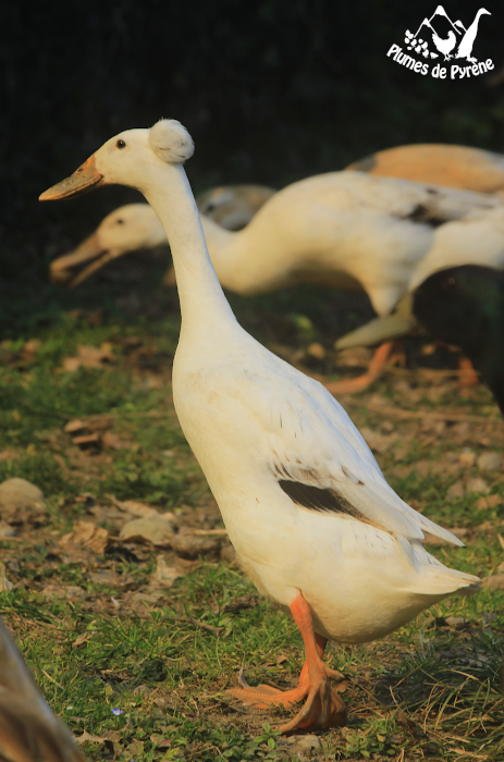 Canard coureur Indien - La Ferme de Manon