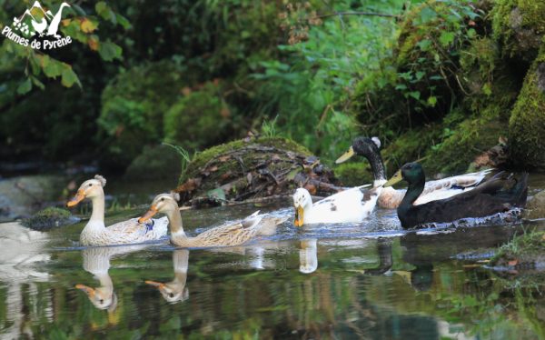 21-ruisseau-1 21-ruisseau-1