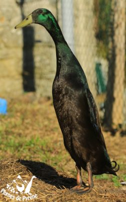 bernard coureur noir