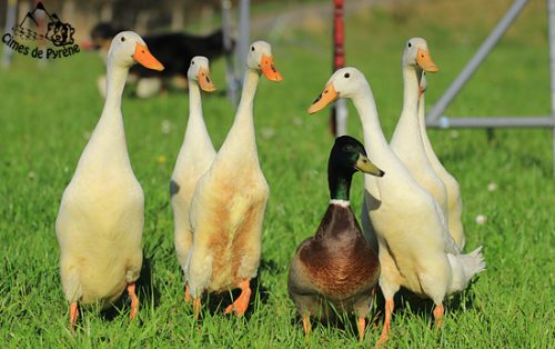 canards Groupe de 5 coureurs indiens + 1 colvert