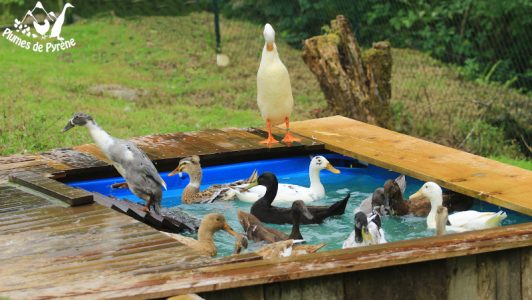 canardsaout11 Piscine spéciale canards (ou mare) : un bon compromis !
