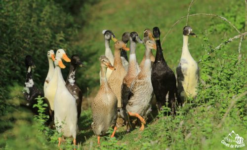 canardsete20c Coureurs indiens