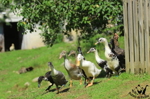 canetonsaout5 Canetons : première sortie dans le gard jardin