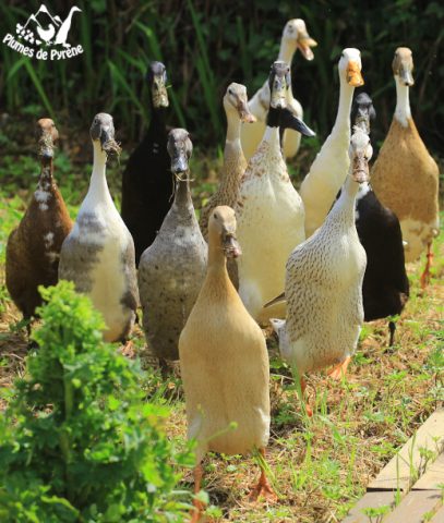 coureurspotagers2021 Coureurs indiens