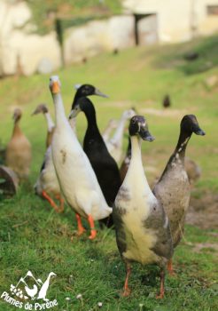 Coureurs indiens curieux