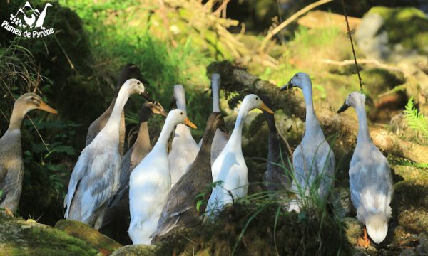 juillet22-28 juillet22-28