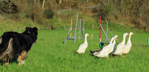 juin16can1 Chien de berger au travail sur canards