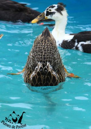 canard plongeant dans la piscine