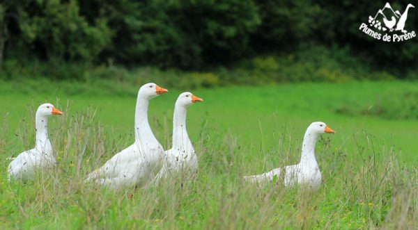 oies dans la prairie