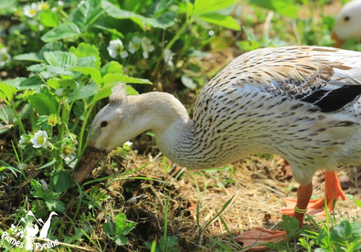 potager Coureur indien au potager