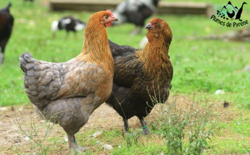 poulettes Jeunes poulettes