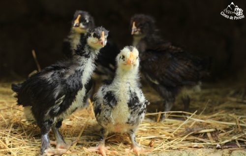 poussins-3sema poussins-3sema