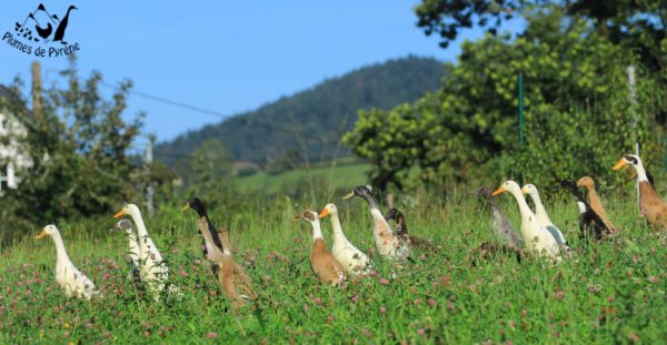 sept21f Diversité de couleurs du coureur indien